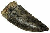 Serrated Raptor Tooth - Real Dinosaur Tooth #332211-1